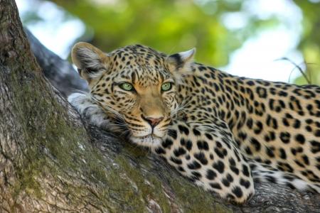 非洲, 猫, 豹, 野生动物园, 野生猫科动物, 野猫, 野生动物