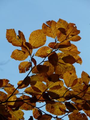 山毛榉, 山毛榉 sylvatica, 山毛榉, 落叶树, 金色的秋天, 金秋十月, 秋天