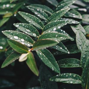 绿色, 叶, 植物, 自然, 湿法, 雨, 水