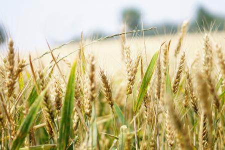 小麦, 麦田, 玉米田, 夏季, 谷物, 穗状花序, 粮食