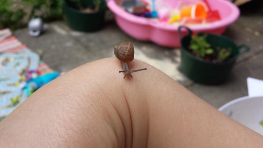 蜗牛, 小小, 动物, 手, 小, 尺寸, 差异