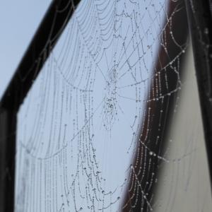 蜘蛛, 网络, 蜘蛛网, 露水, 秋天, 雾