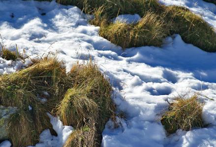 草, 干枯的草, 雪, 第一场雪, 秋天, 这个季节, 周期
