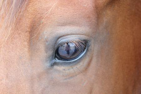 马, 眼睛, 匹棕色的马, 棕色, 动物, 马的头, 睫毛
