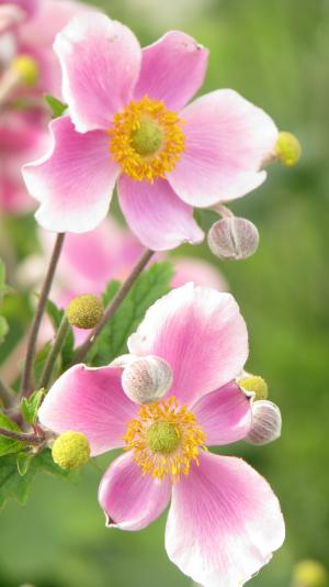花, 春天, 植物, 自然, 粉红色的颜色, 特写, 大自然的美