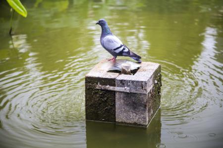 鸽子, 等待, 池塘, 宠物, 水流, 鸟, 休息