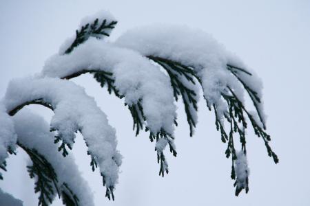 雪, 冬天, 自然, 景观, 树木, 成熟