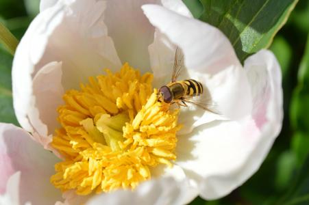 牡丹, 白色, 黄蜂, 花蜜