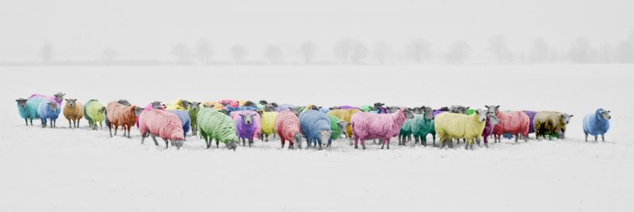 羊, 多彩, 彩色, 彩虹, pantone, 多色, 冬天