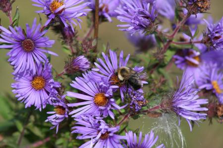 蜜蜂, 花, 马利种子, 昆虫, 自然, 春天, 授粉