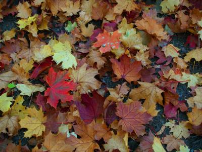 秋天, 叶子, 枫树, 红色