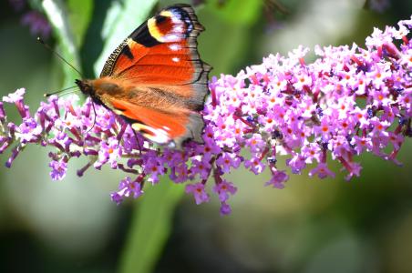 蝴蝶, 野生动物, 昆虫, 自然, 夏季
