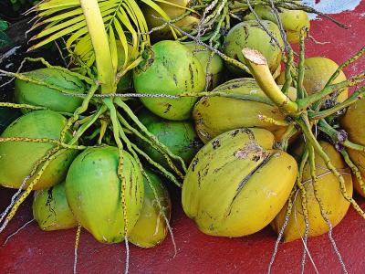 茯苓, 水果, 绿色花束椰子