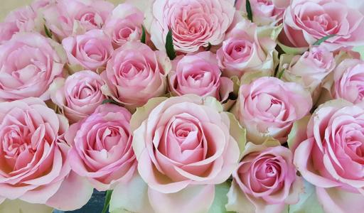 玫瑰, 粉色, 玫瑰绽放, 花, 开花, 绽放, 粉红色的玫瑰