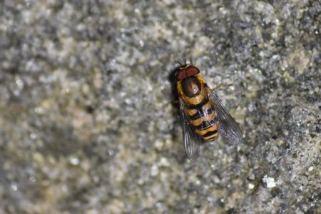 黄蜂, 石头, 自然, 芬兰语, 自然写真, 石头, bug