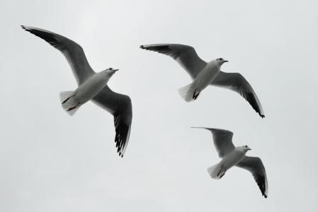 海鸥, 形成, 鸟类, 编队飞行, 野生动物摄影
