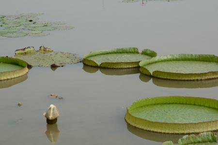 wanglian, 绿色, 南沙, 自然, 水百合, 池塘, 湖