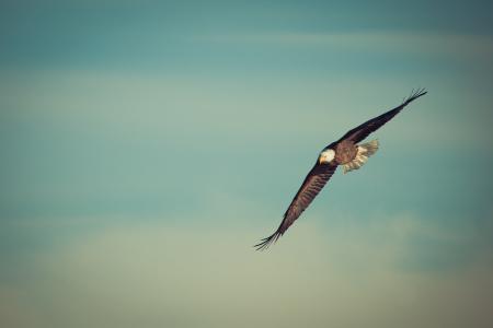 鹰, 鹰飞, 翱翔, 鸟, 自然, 秃头, 飞行
