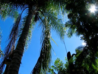 棕榈, 树, 棕榈树, 蓝色, 天空, 佛罗里达州, 自然