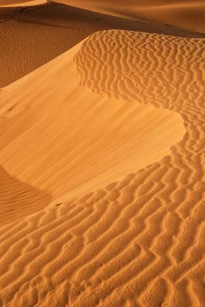 金色的沙滩, 沙丘, 沙漠