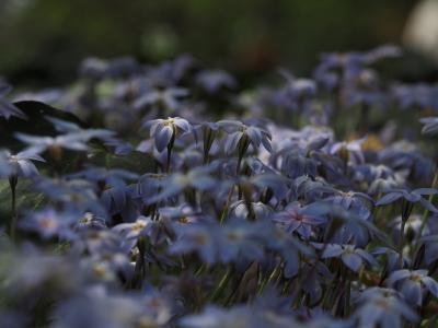 ipheion 芦, 花, 蓝色, 植物, 自然, 花