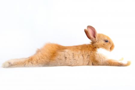 兔子, 野兔, 复活节, 白色, futrzaty, 啮齿类动物, 小兔子