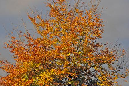 秋天, 在阳光下的山毛榉, 山毛榉树, 自然, 树, 黄色, 叶