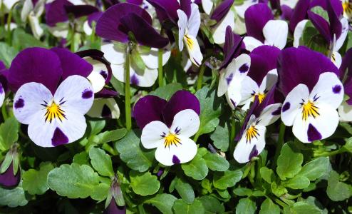 三色紫罗兰, 春天, 花, 盛放, 自然