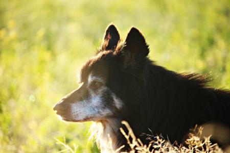 狗, 边框, 清晨的阳光, 边境牧羊犬, 牧羊犬, 英国牧羊犬, 纯种狗
