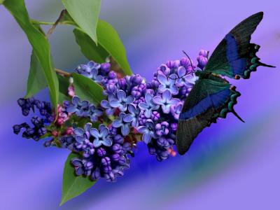 丁香, 植物, 自然, 紫色, 花园, 淡紫色的分支, 紫罗兰色