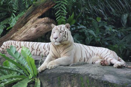 老虎, 动物园, 新加坡, 动物, 自然, 美丽