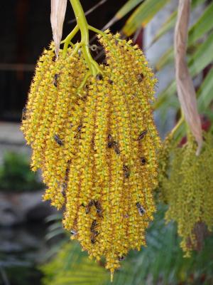 植物, 蜜蜂, 黄色, 毛伊岛