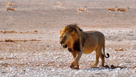 狮子, 非洲, 纳米比亚, 自然, 干, 国家公园, 动物