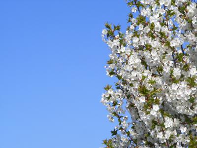 春天, 伦敦, 花, 英国, 蓝色, 天空, 植物