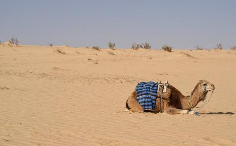单峰骆驼, 撒哈拉沙漠, 突尼斯, 沙漠, 骆驼, 峰骆驼, 沙子