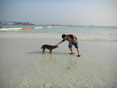 海, 沙子, 小狗, 自然, 海滩, 狗, 水