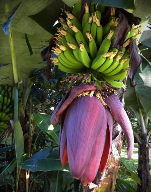 香蕉, 开花, 绽放, 水果, 绿色, 哥斯达黎加