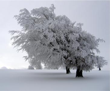 树木, 雪覆盖, 景观, 冬天, 感冒, 赛季, 白色