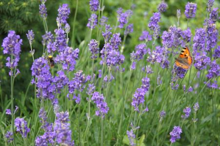 熏衣草, 植物, 紫色的小花, 花园里的薰衣草, 熏衣草, 薰衣草和蝴蝶, 蝴蝶
