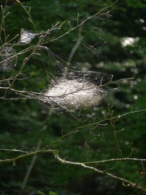 自然, 蜘蛛网, 森林, 树木