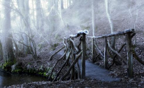 桥梁, 颜色, 雾, 阴霾, 这座木桥, 森林, 白天