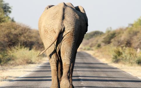 大象, 埃托沙, 道路, 野生动物, 动物, 自然, 哺乳动物