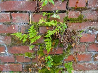 墙上, 蕨类植物, 驼鹿, 蜘蛛网, 老, 砖, 背景
