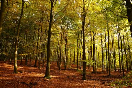 秋天, 叶子, 印度夏季, 金色的秋天, 自然, 金, 树