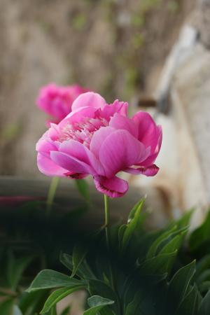 中国芍药, 花, 粉色