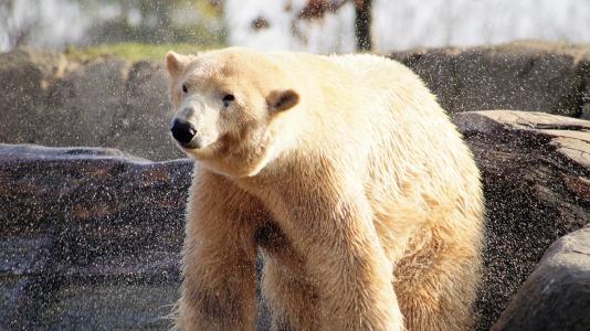 北极熊, 动物, 野生, 动物园, 春天, 动物, 哺乳动物