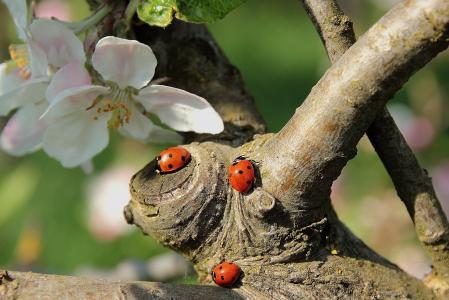 瓢虫, 苹果树上的花, 分公司, 昆虫, 自然, 红色, 甲虫