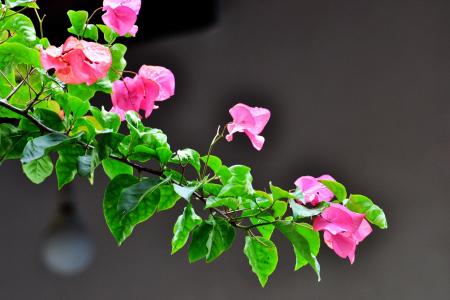 簕杜鹃, 花, 粉红色的花朵, 花园, 野生, 斯里兰卡, 马沃内勒