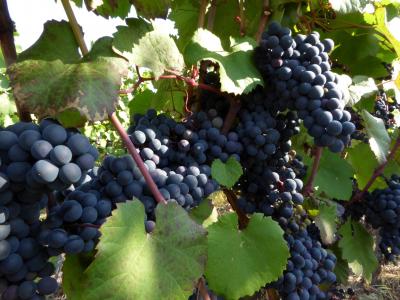 葡萄酒, 葡萄树, 红色, rebstock, 葡萄园, 葡萄, 收获