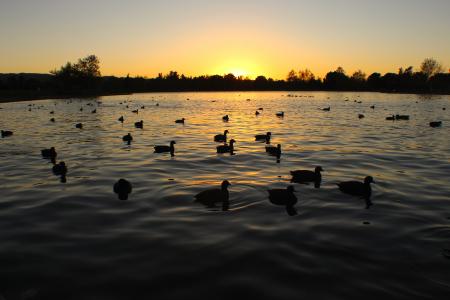 日落, 鸭子, 池塘, 自然, 晚上, 鸟, 剪影